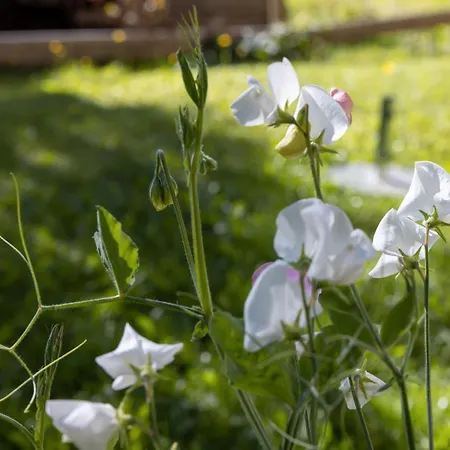 Perktold Country house *